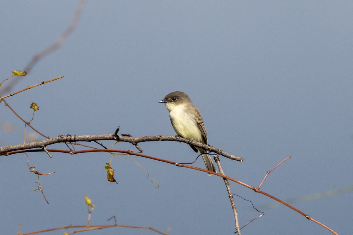 tyranovec domácí - ML643950252