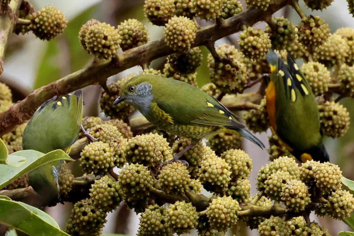 Tit Berrypecker - ML643950270