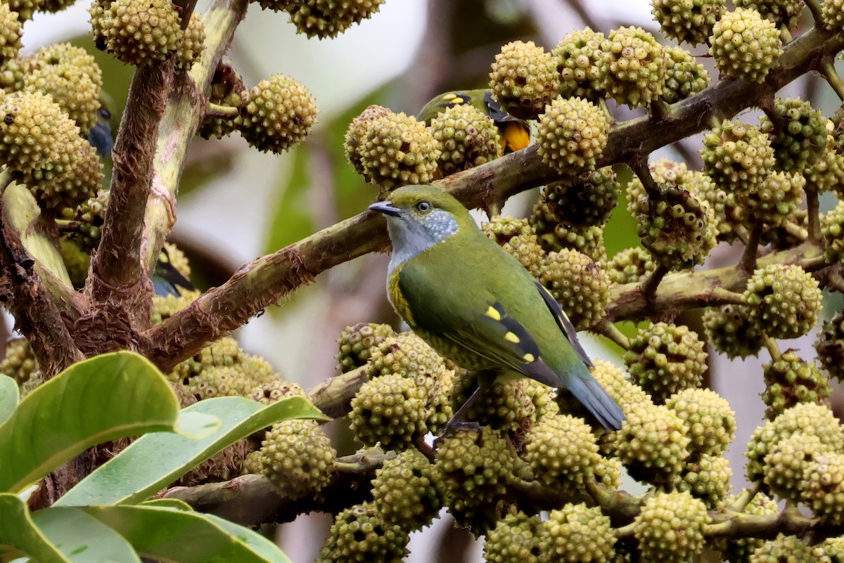 Tit Berrypecker - ML643950274