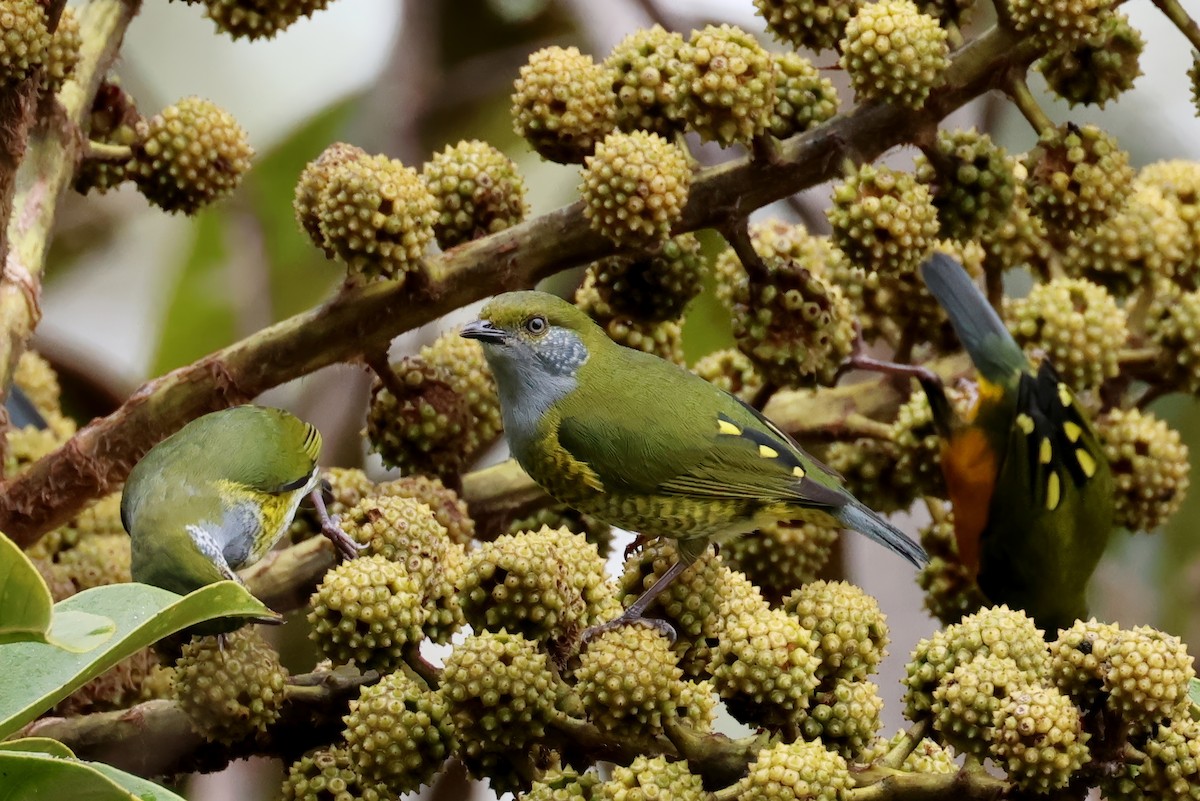 Tit Berrypecker - ML643950282