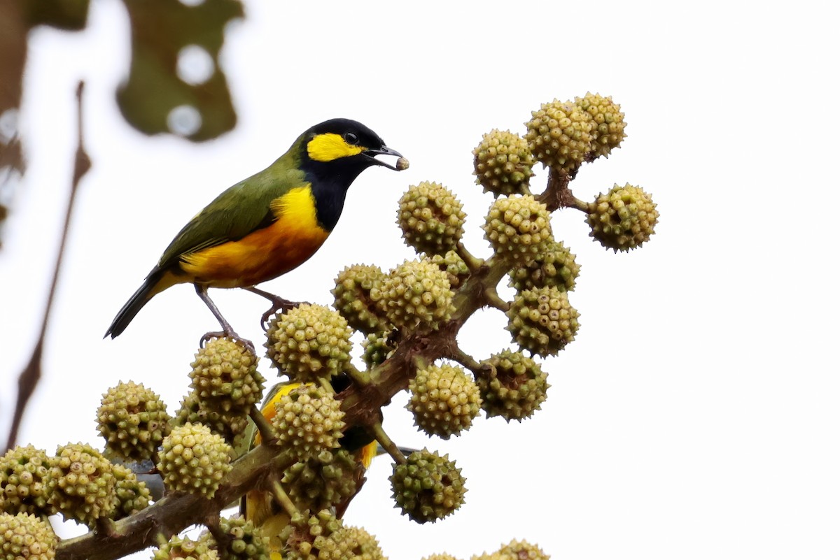 Tit Berrypecker - ML643950298