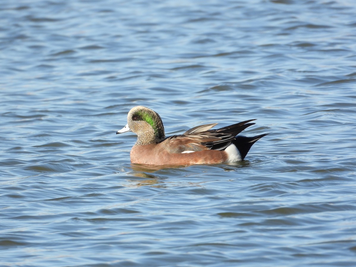 American Wigeon - ML643950302