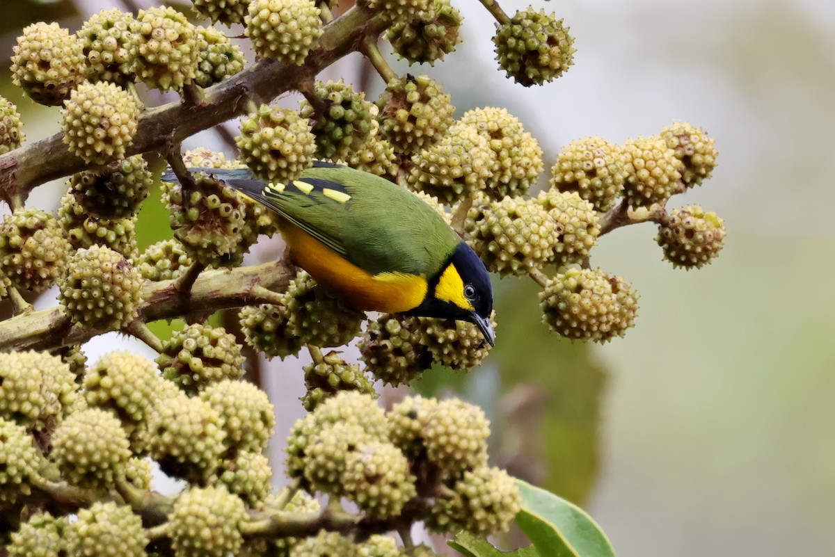 Tit Berrypecker - ML643950303