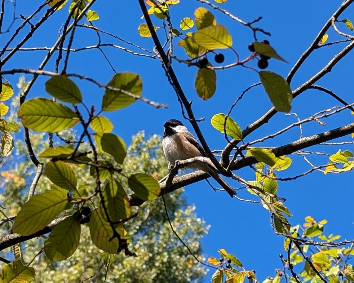 Black-capped Chickadee - ML643950327