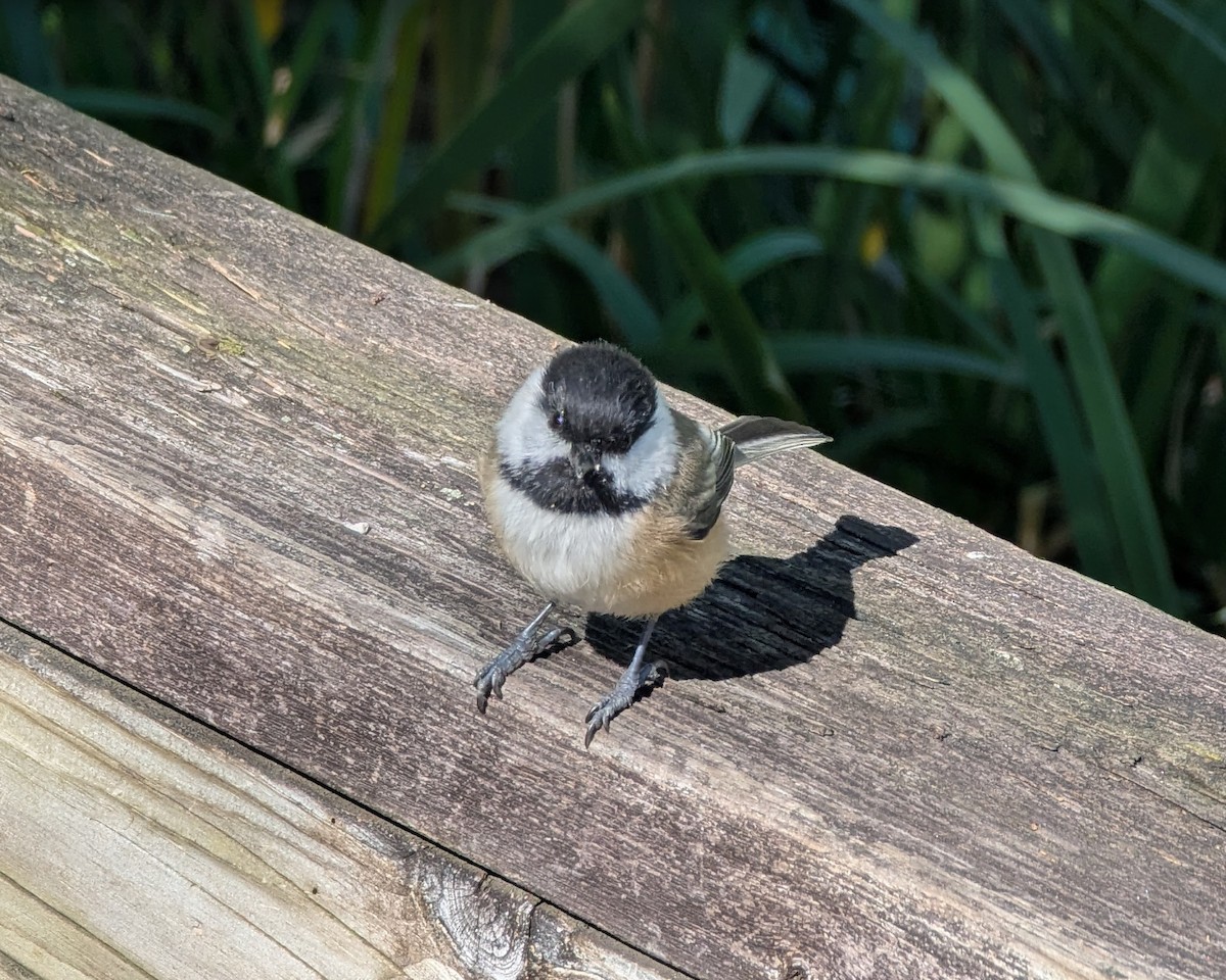 Black-capped Chickadee - ML643950328