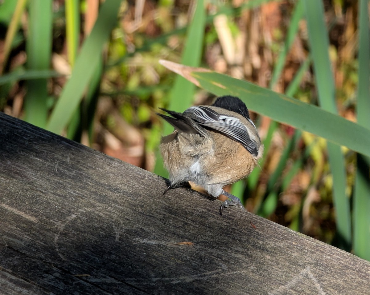 Black-capped Chickadee - ML643950329
