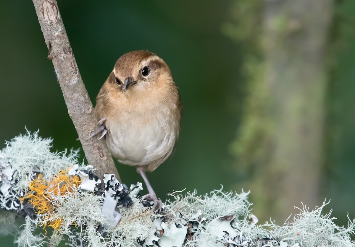 Mountain Wren - ML643950340