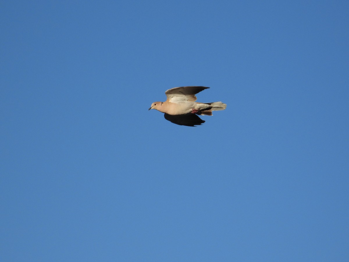 Буулгат хүүрзгэнэ - ML643950341