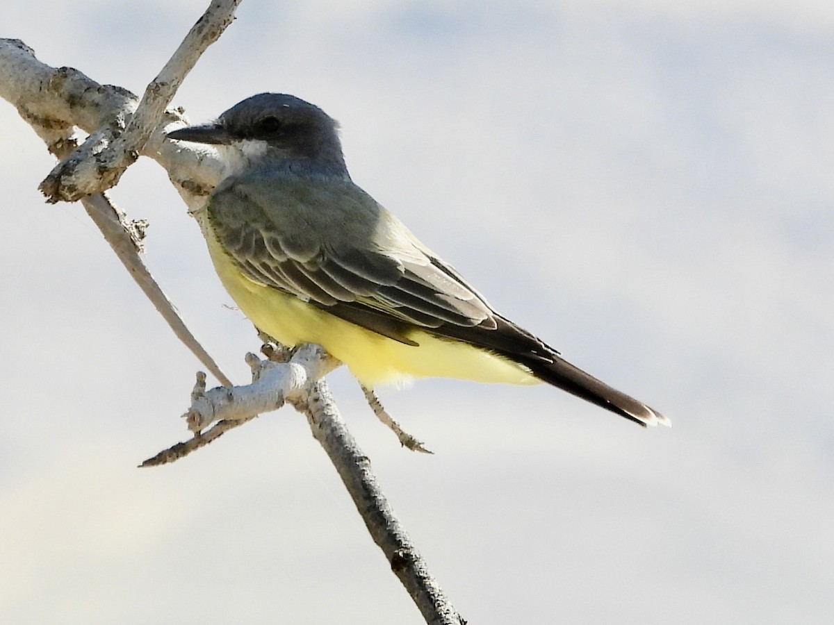 Cassin's Kingbird - ML643950350