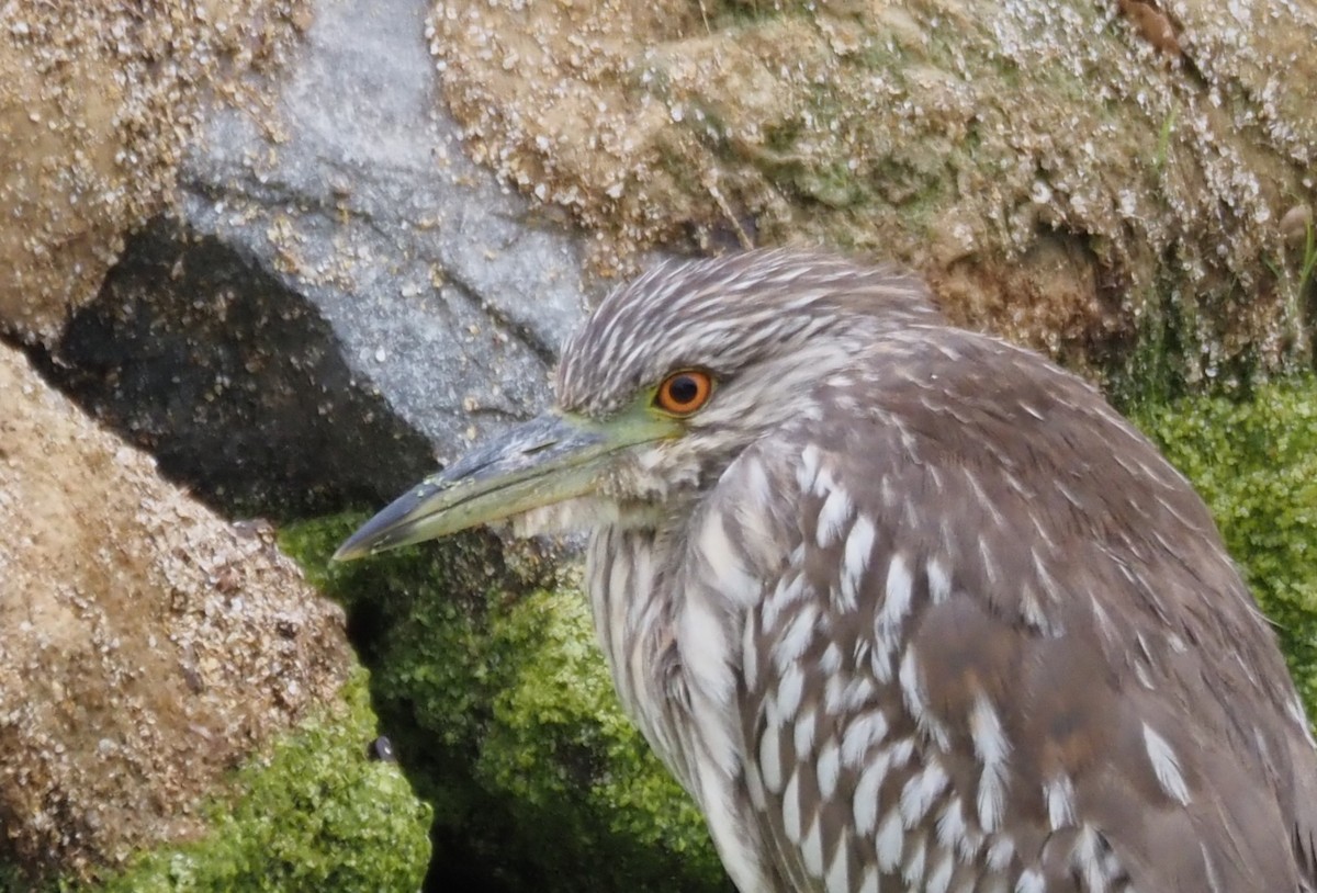 Black-crowned Night Heron - ML643950361