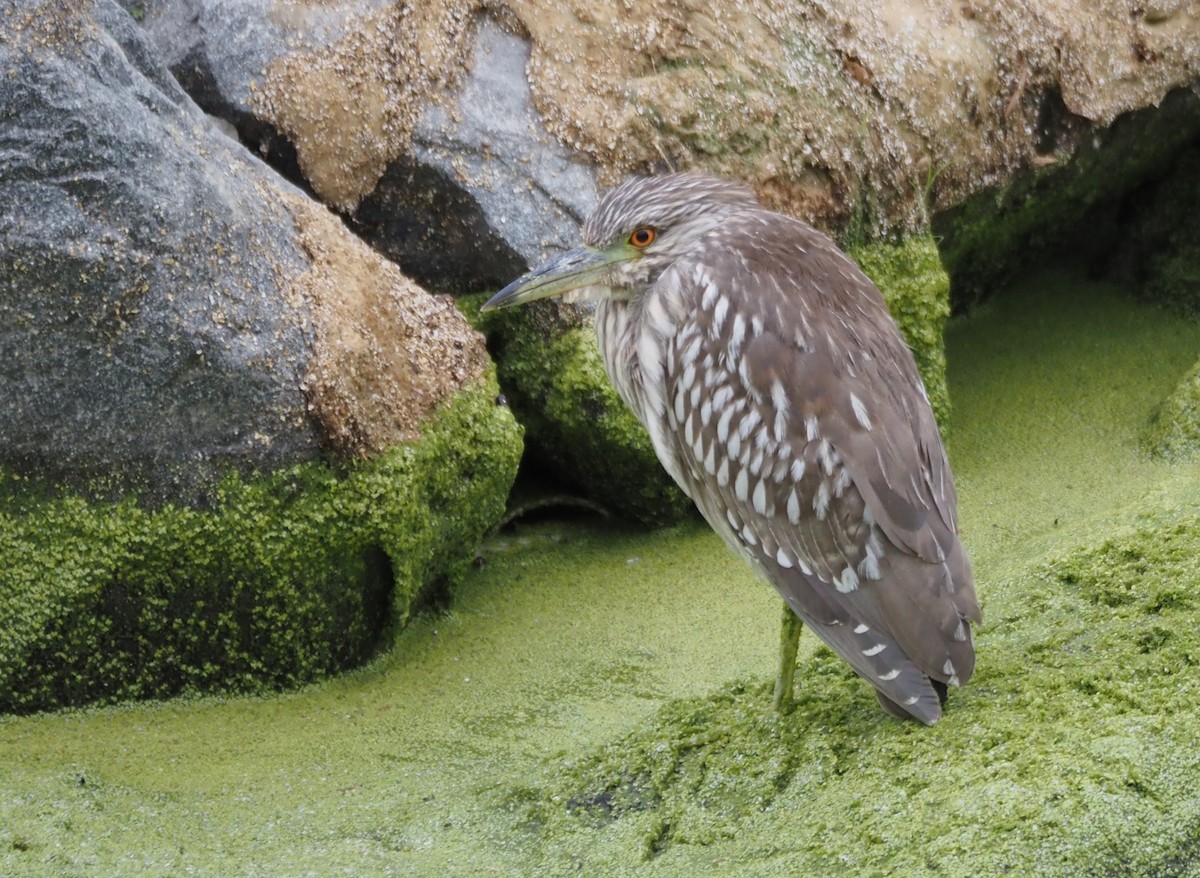 Black-crowned Night Heron - ML643950362