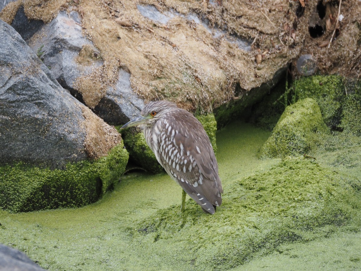 Black-crowned Night Heron - ML643950363