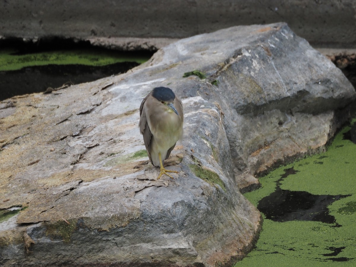 Black-crowned Night Heron - ML643950364