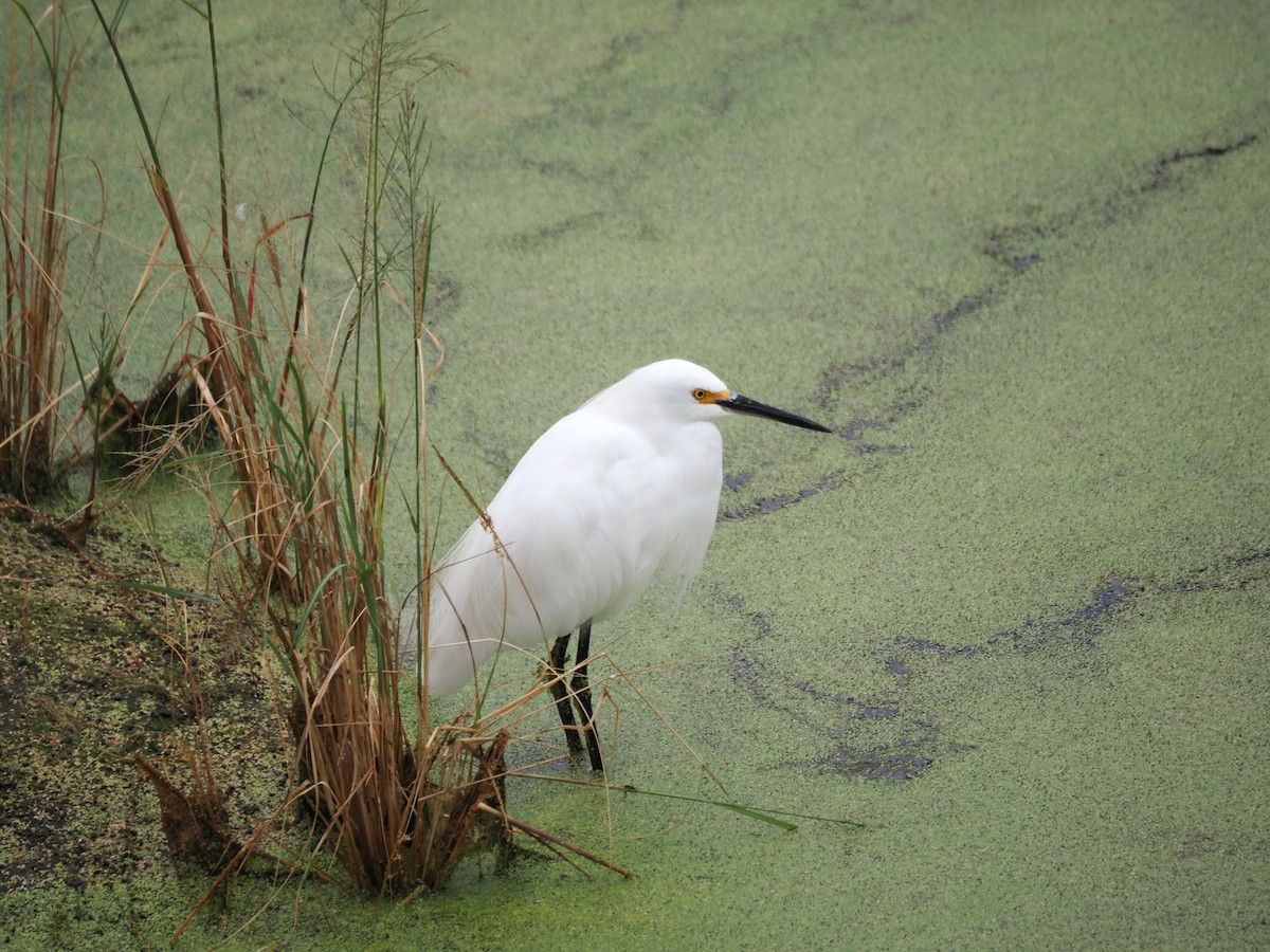 Snowy Egret - ML643950370