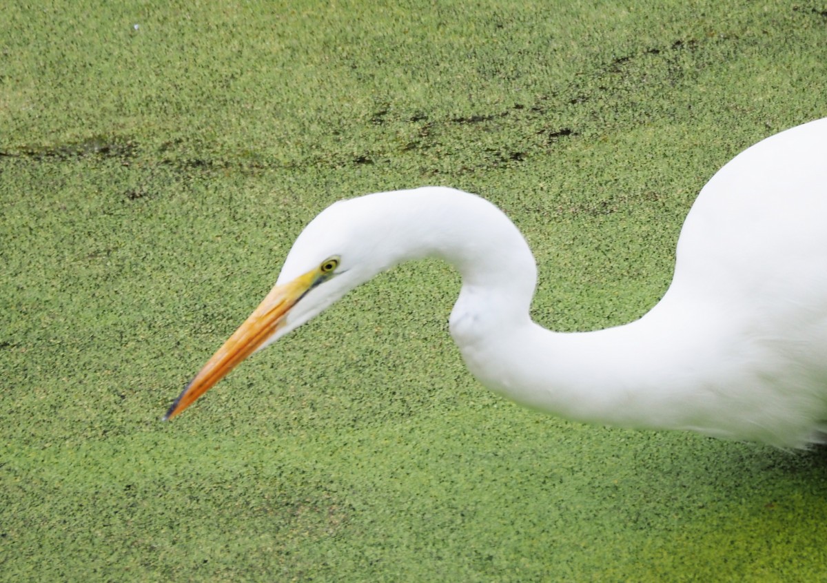 Great Egret - ML643950382