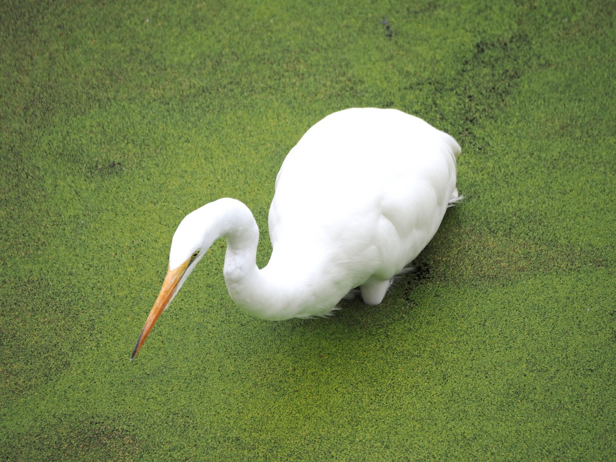 Great Egret - ML643950383