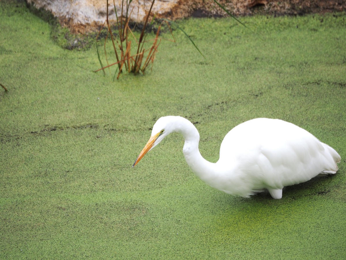 Great Egret - ML643950384