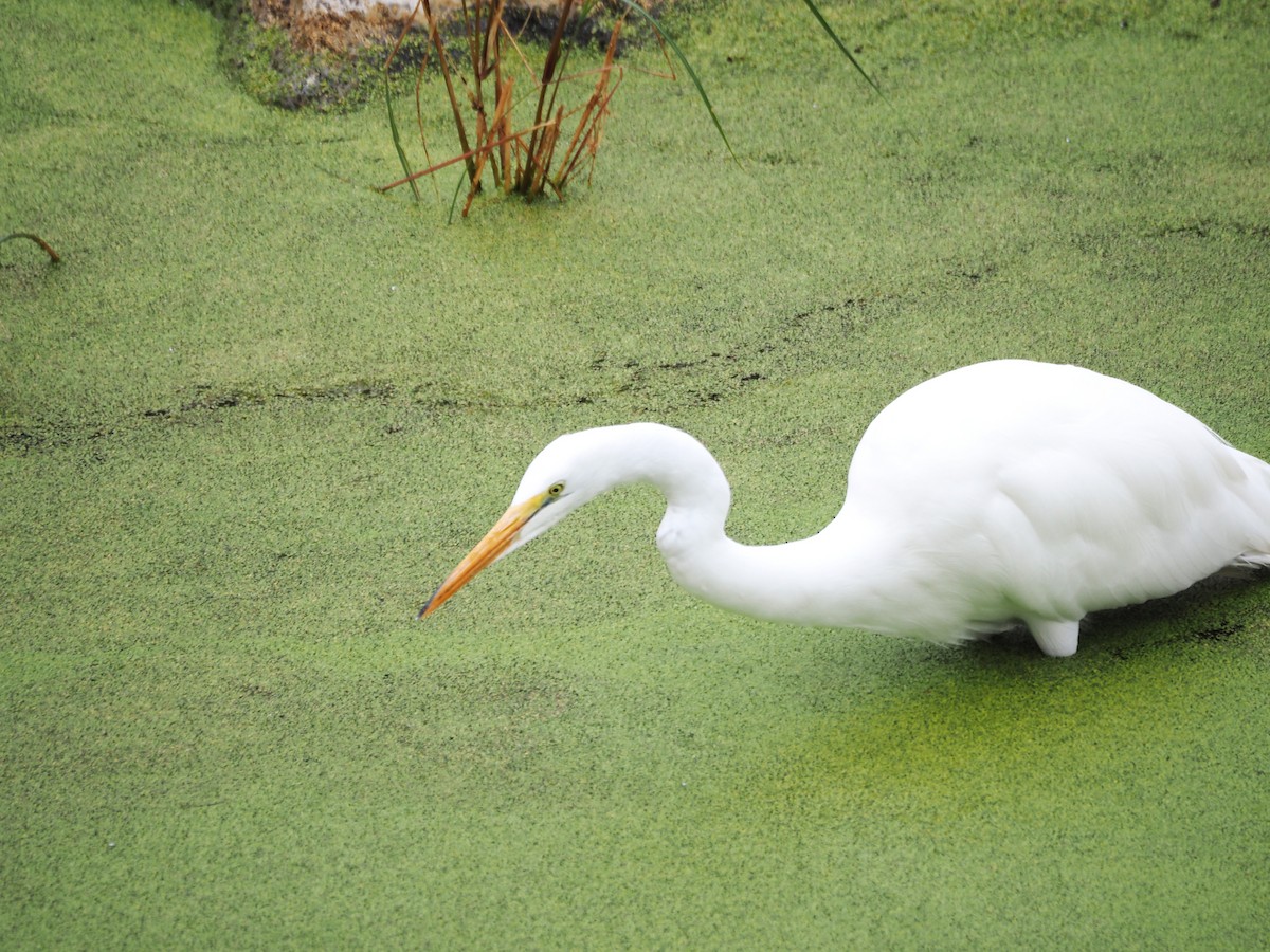 Great Egret - ML643950385