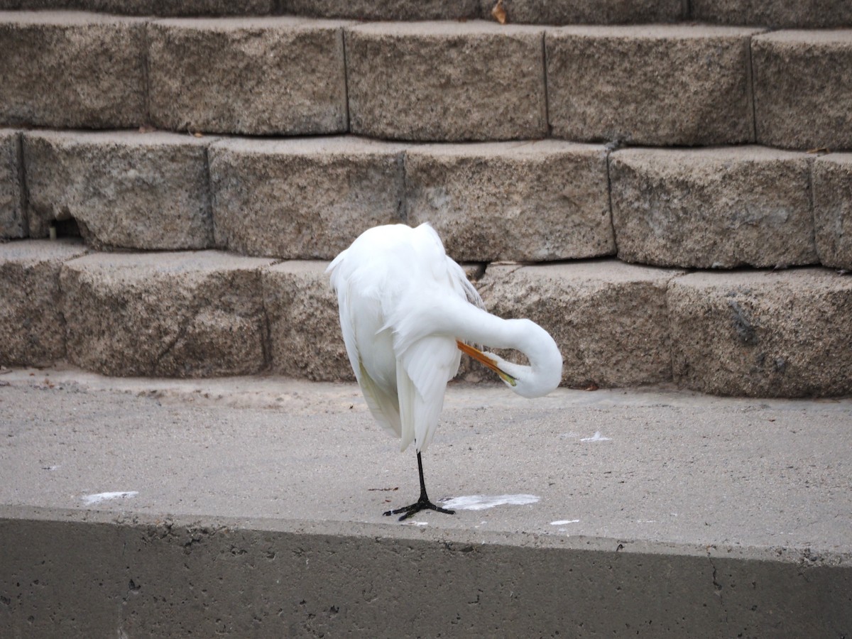 Great Egret - ML643950386