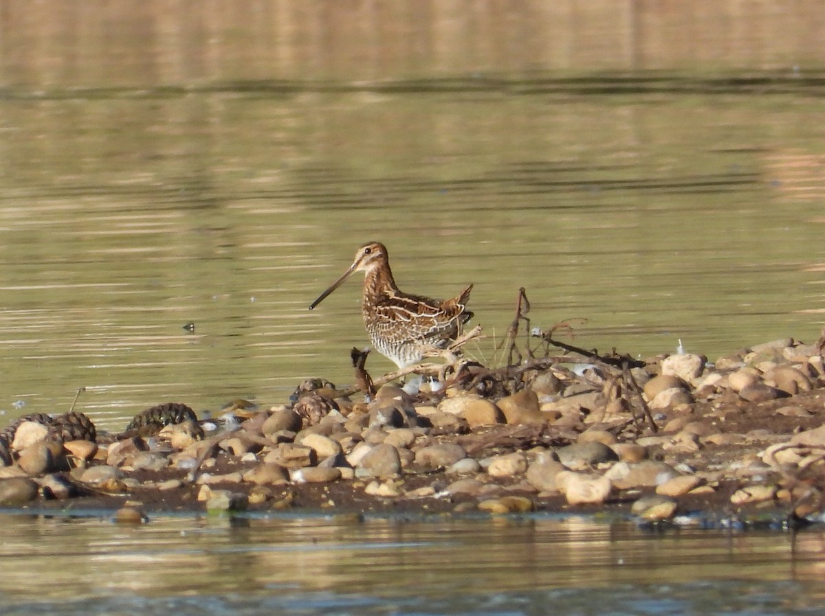 Wilson's Snipe - ML643950391