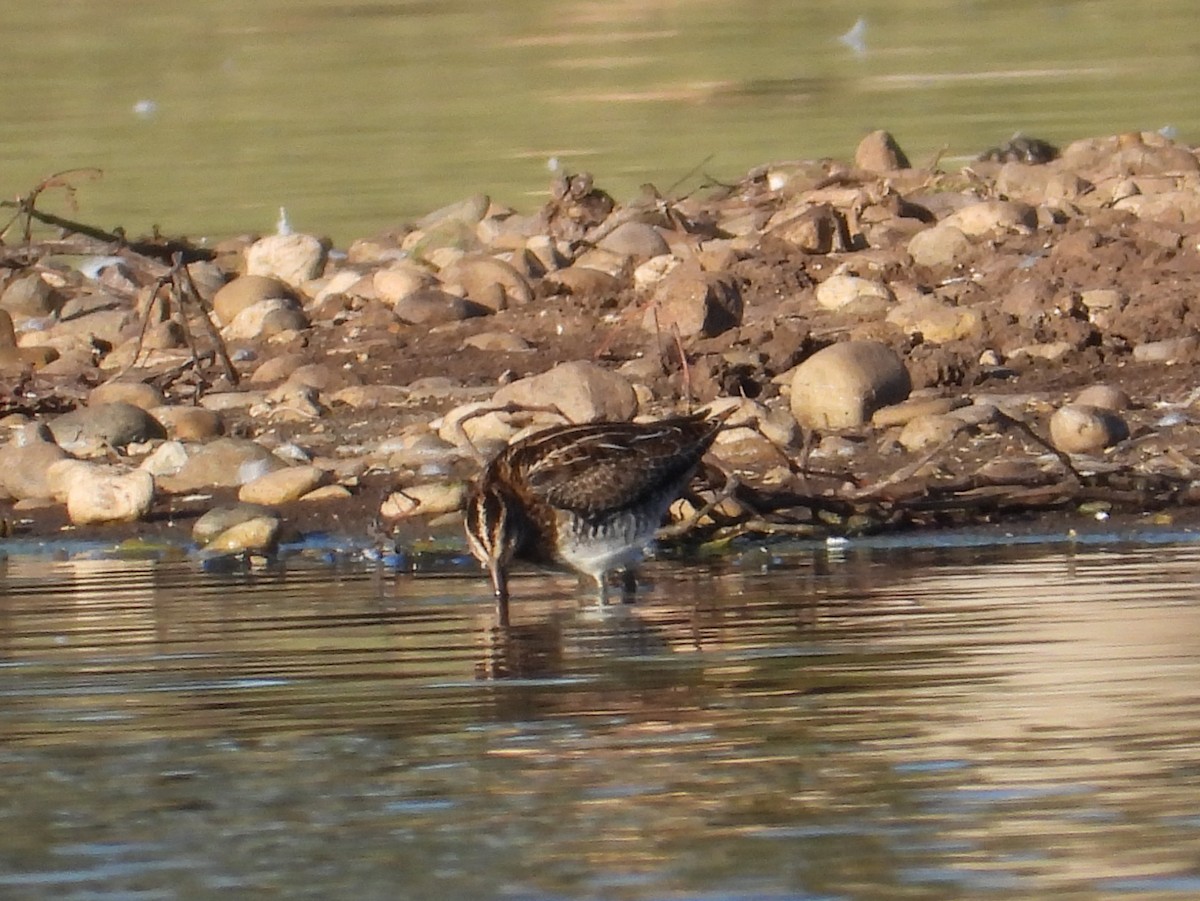 Wilson's Snipe - ML643950392