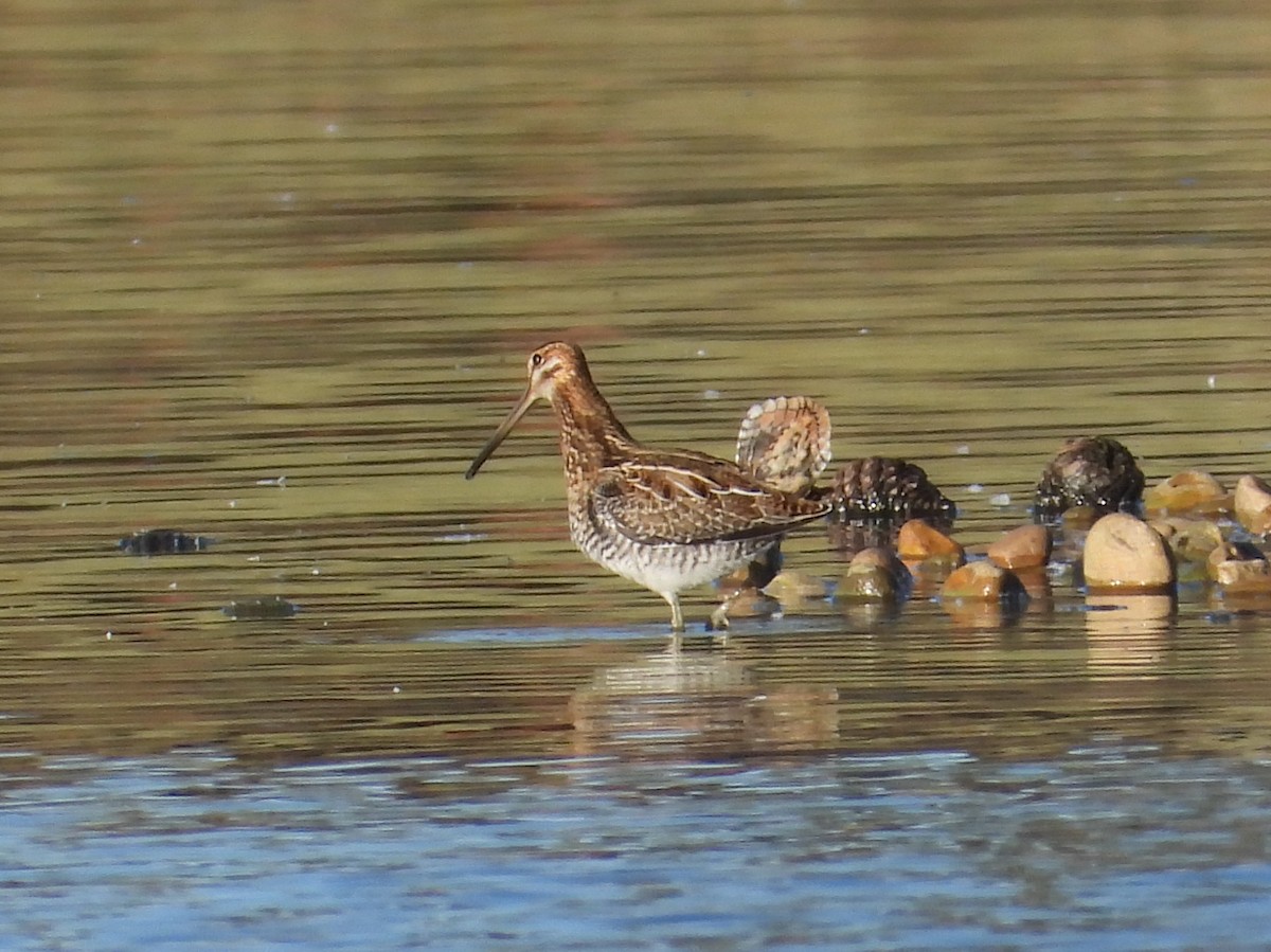 Wilson's Snipe - ML643950393