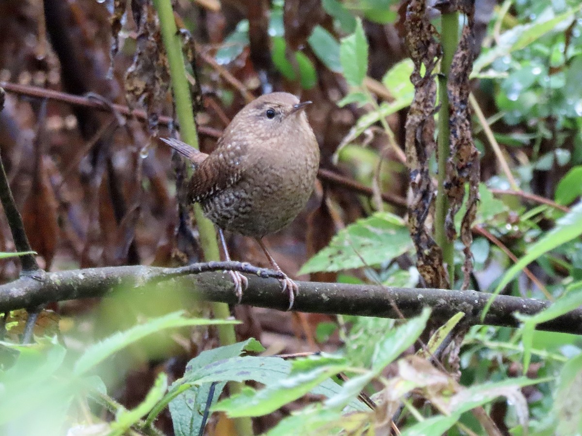 Winter Wren - ML643950394