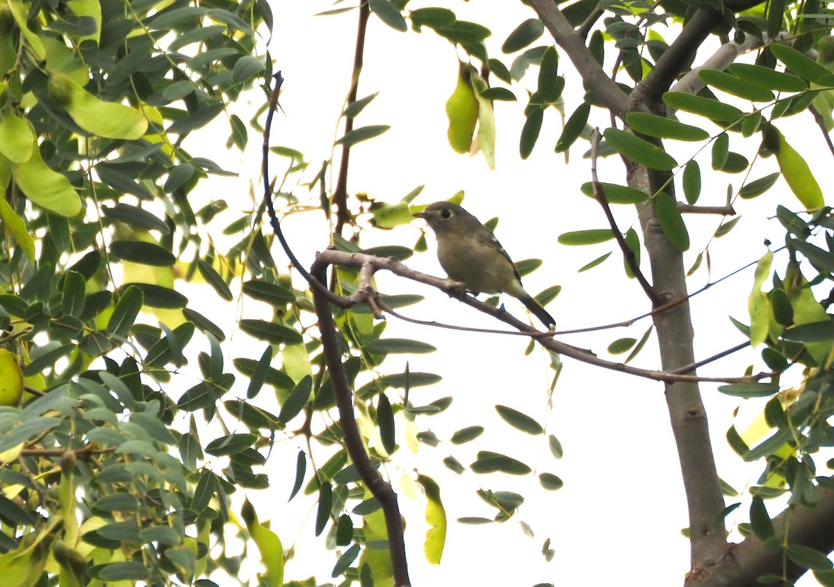 Hutton's Vireo - ML643950398