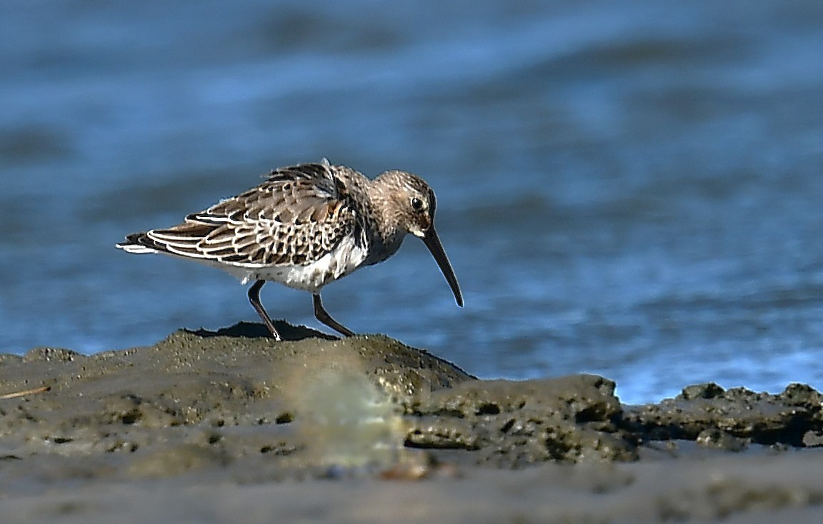 Dunlin - ML643950402