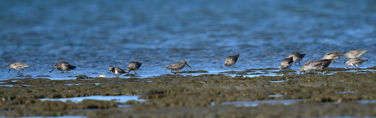 Short-billed Dowitcher - ML643950415