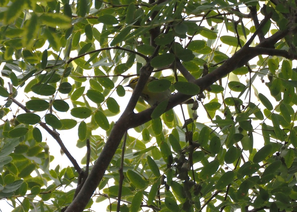 Townsend's Warbler - ML643950429