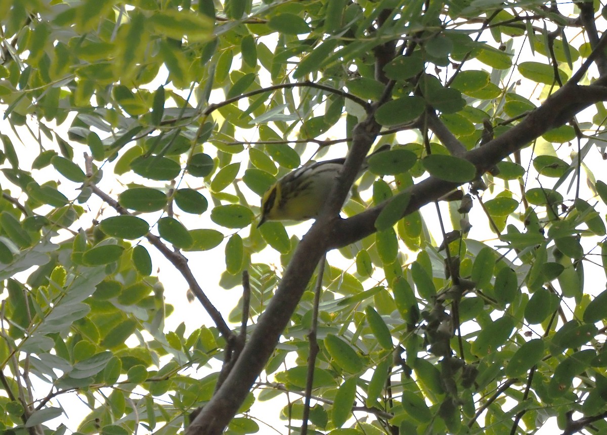 Townsend's Warbler - ML643950430
