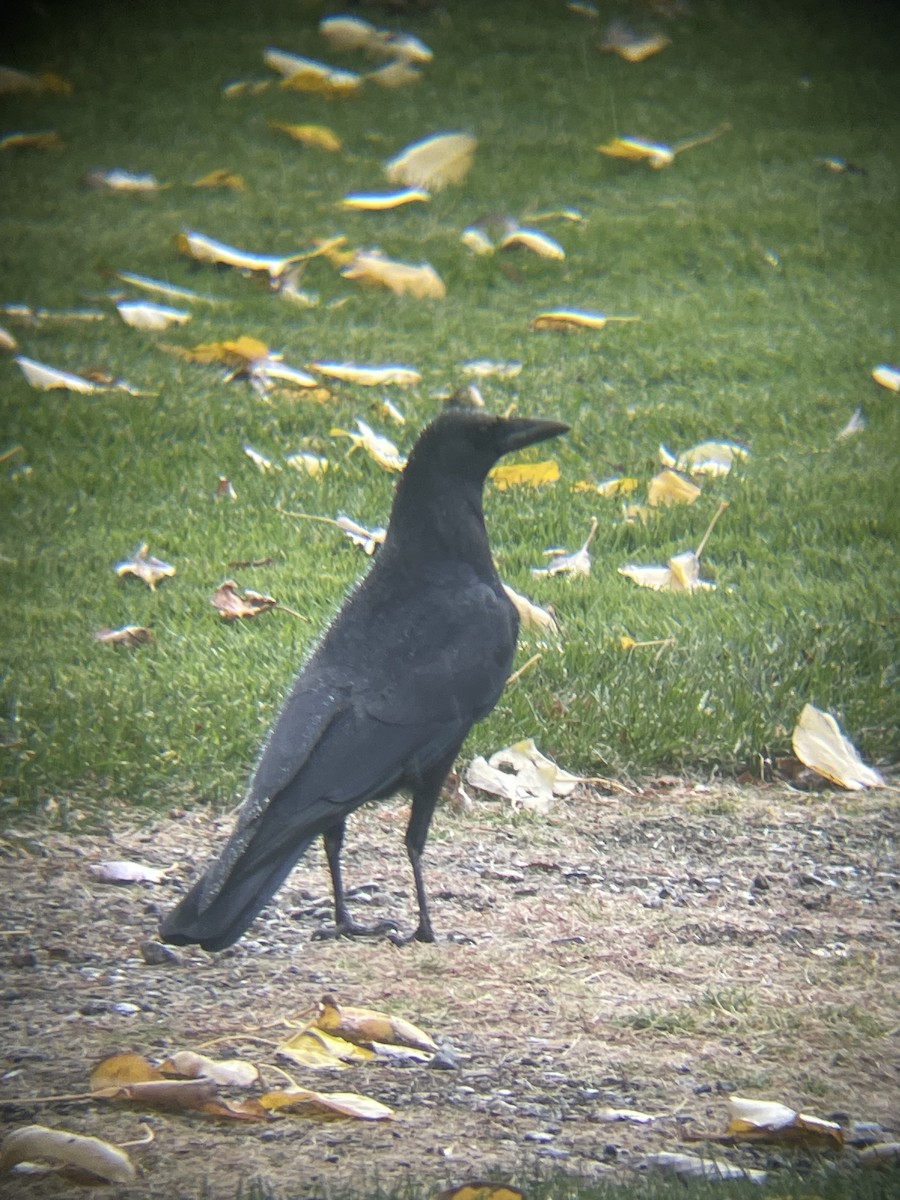 American Crow - ML643950431
