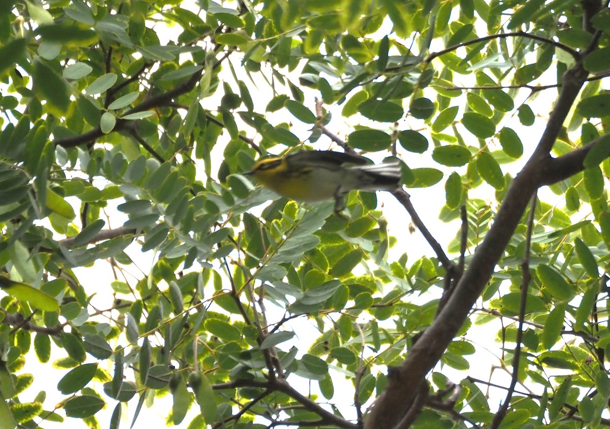 Townsend's Warbler - ML643950432