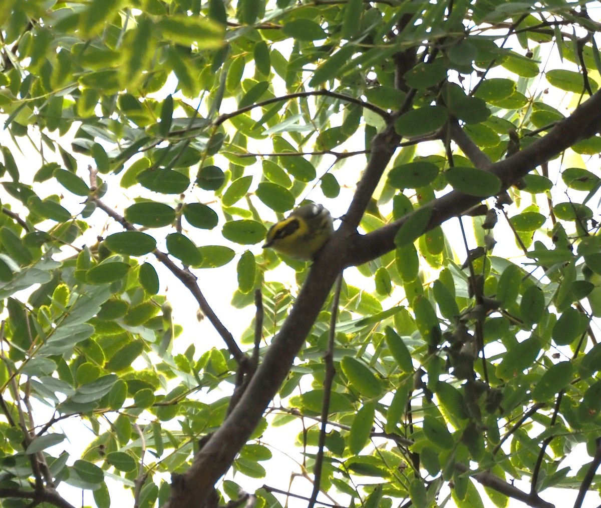 Townsend's Warbler - ML643950433