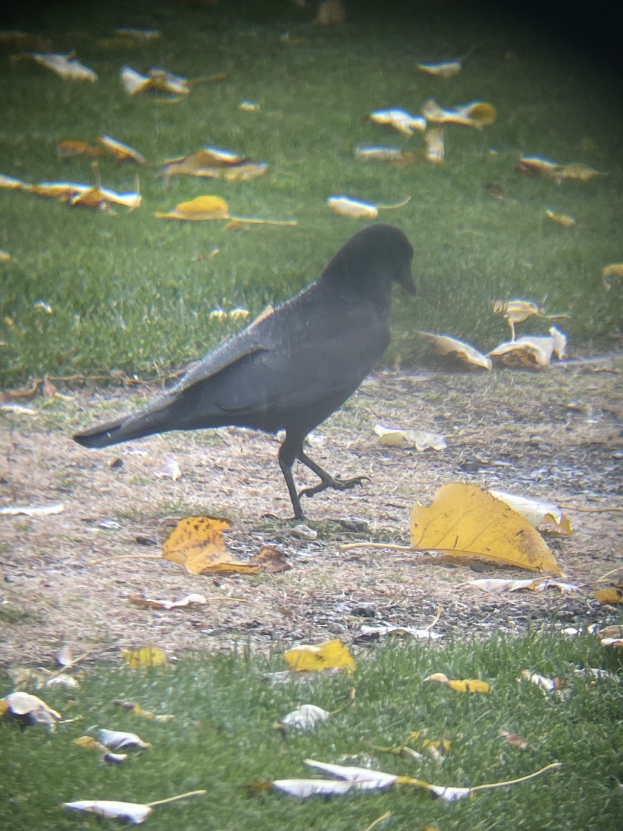 American Crow - ML643950434