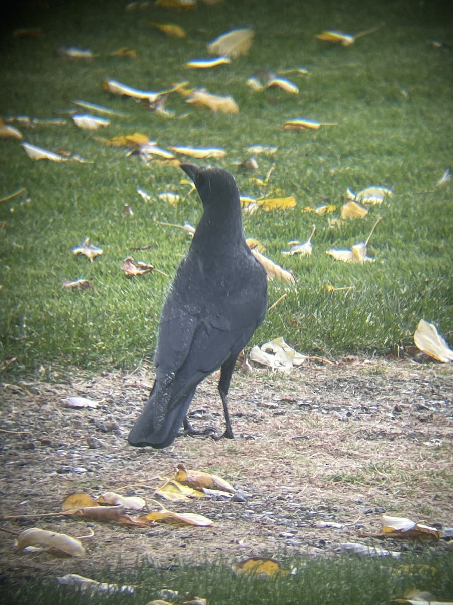 American Crow - ML643950435