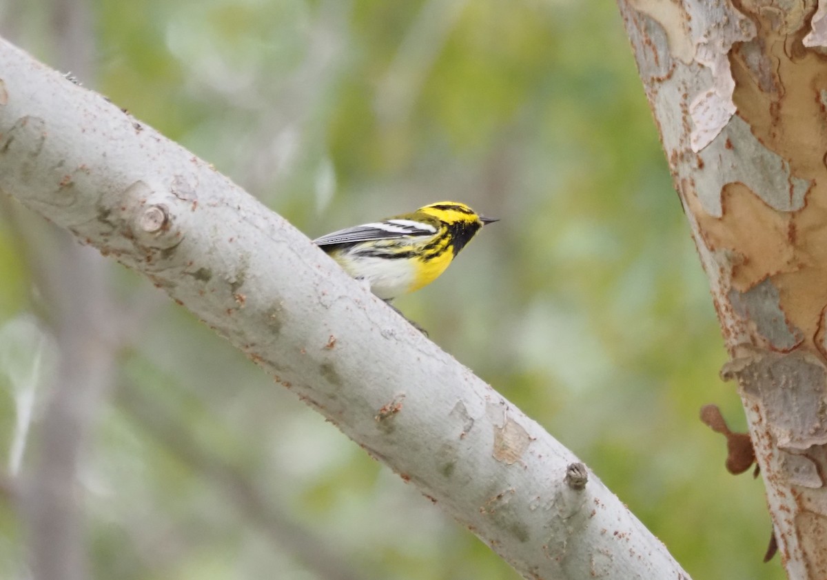 Townsend's Warbler - ML643950442