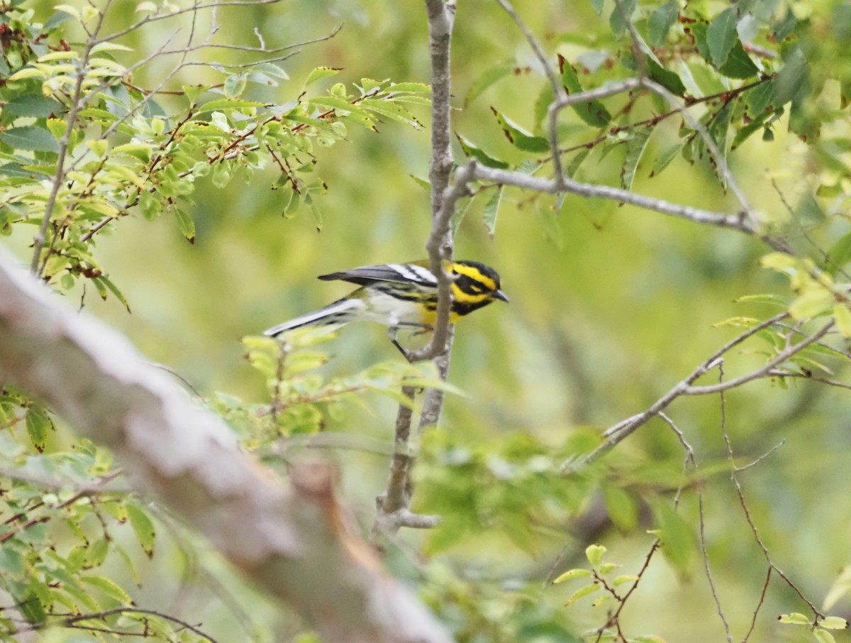 Townsend's Warbler - ML643950443