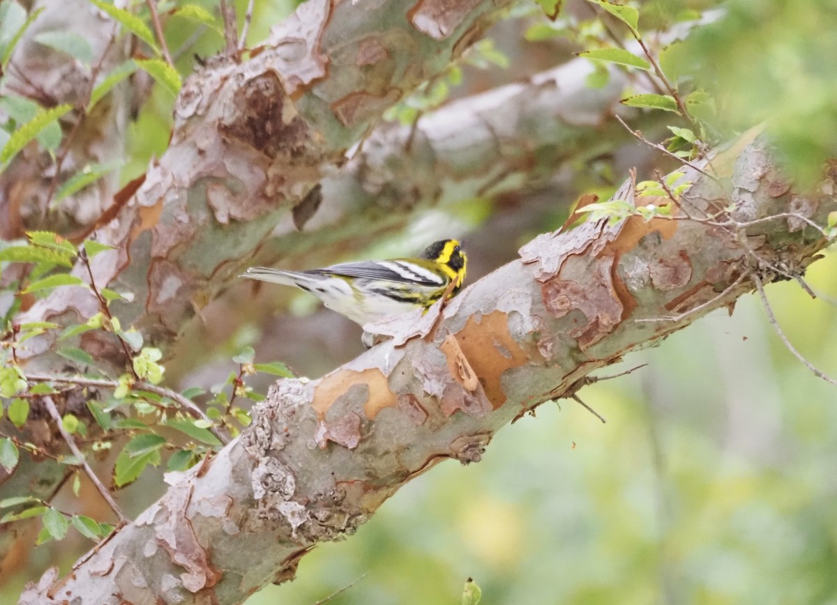 Townsend's Warbler - ML643950444