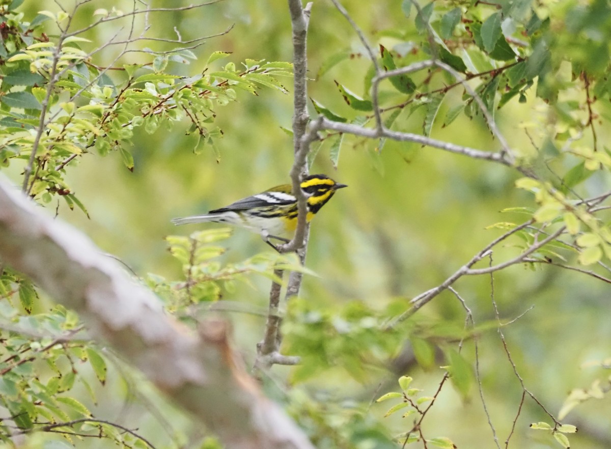 Townsend's Warbler - ML643950445
