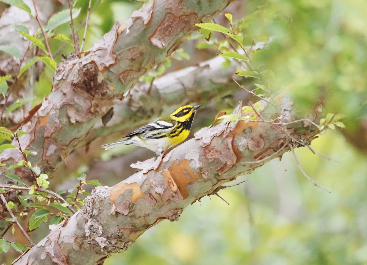 Townsend's Warbler - ML643950446