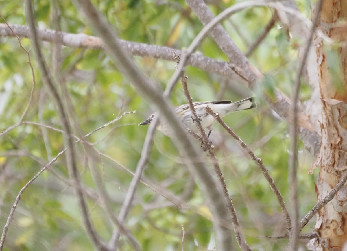 Yellow-rumped Warbler - ML643950447