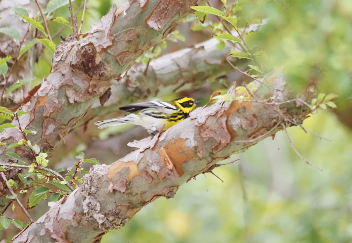 Townsend's Warbler - ML643950448