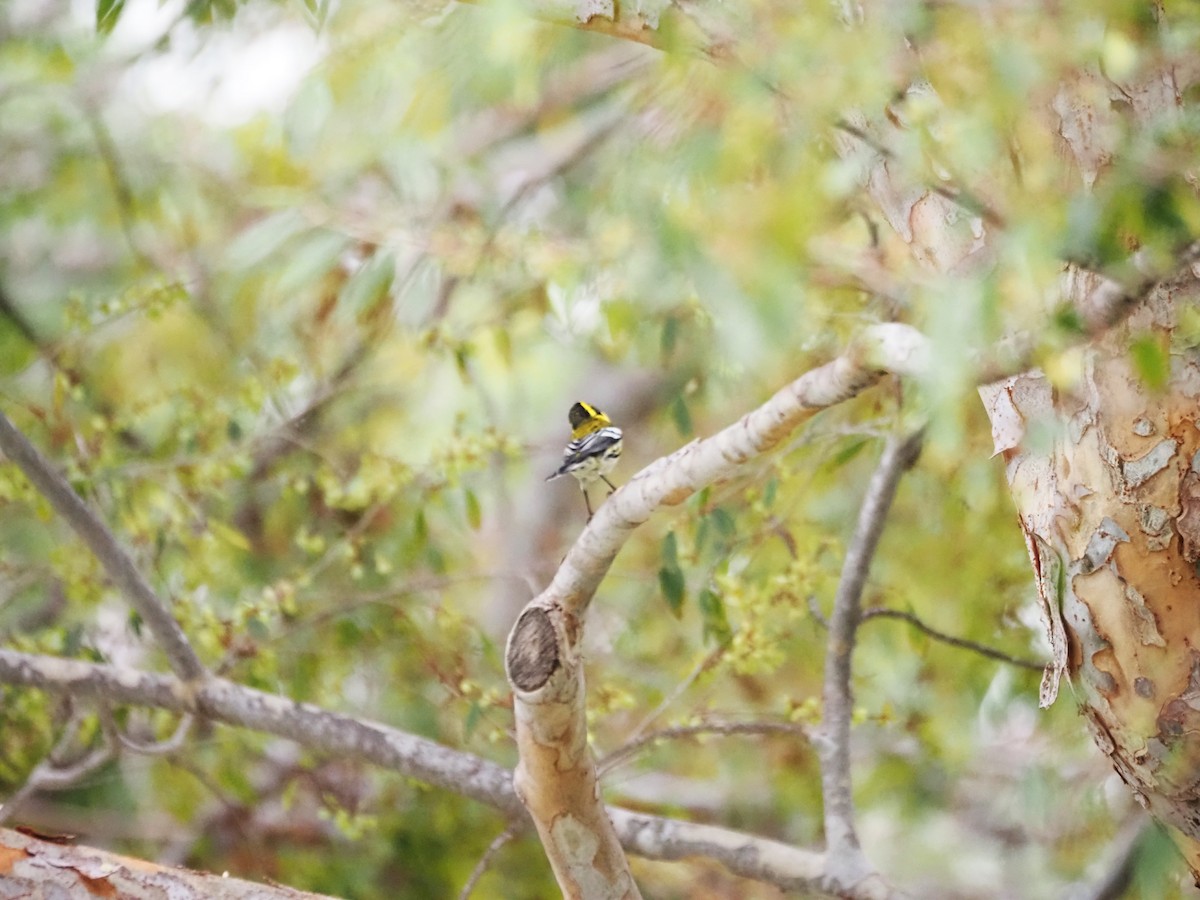Townsend's Warbler - ML643950449