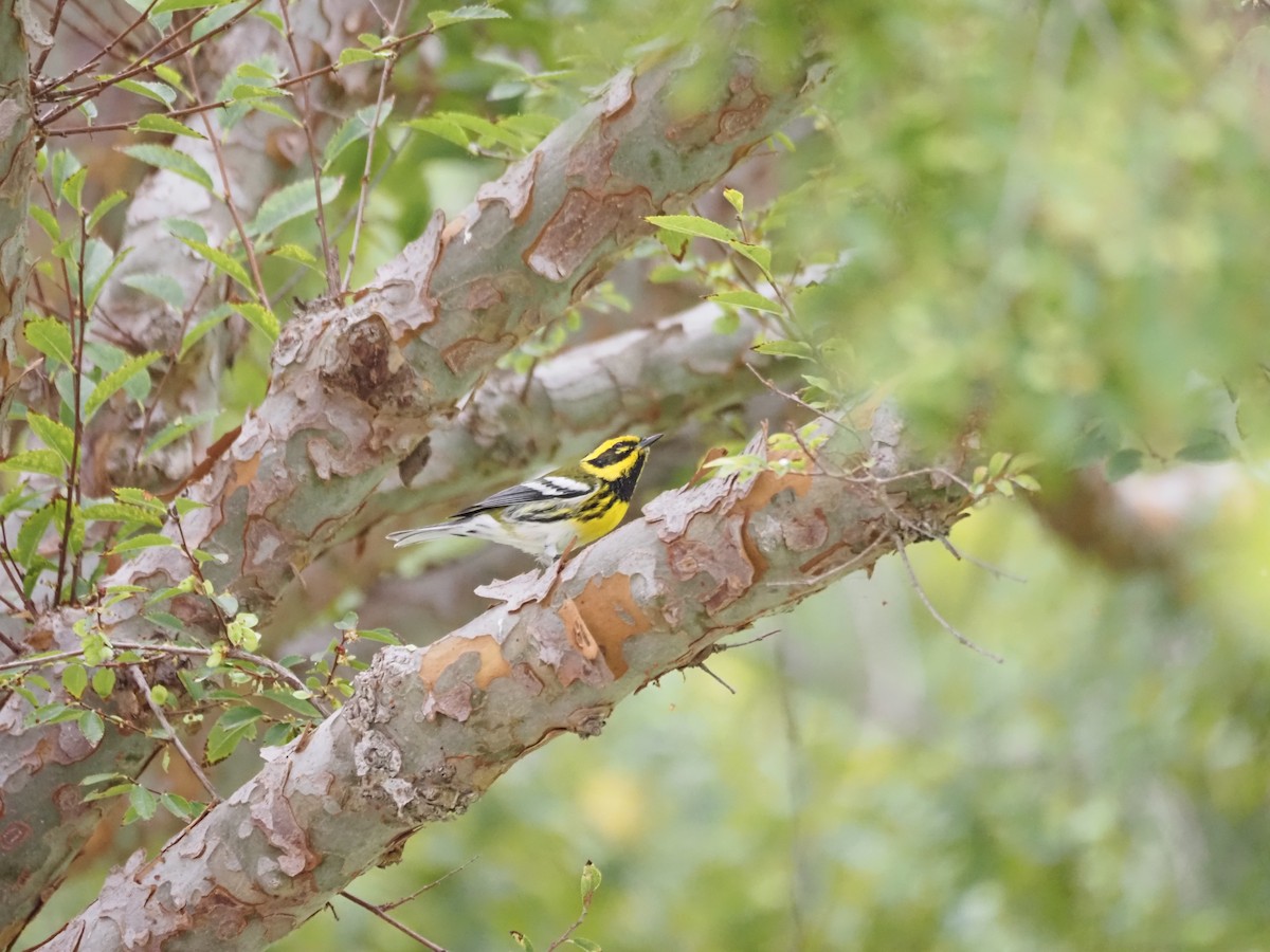 Townsend's Warbler - ML643950450