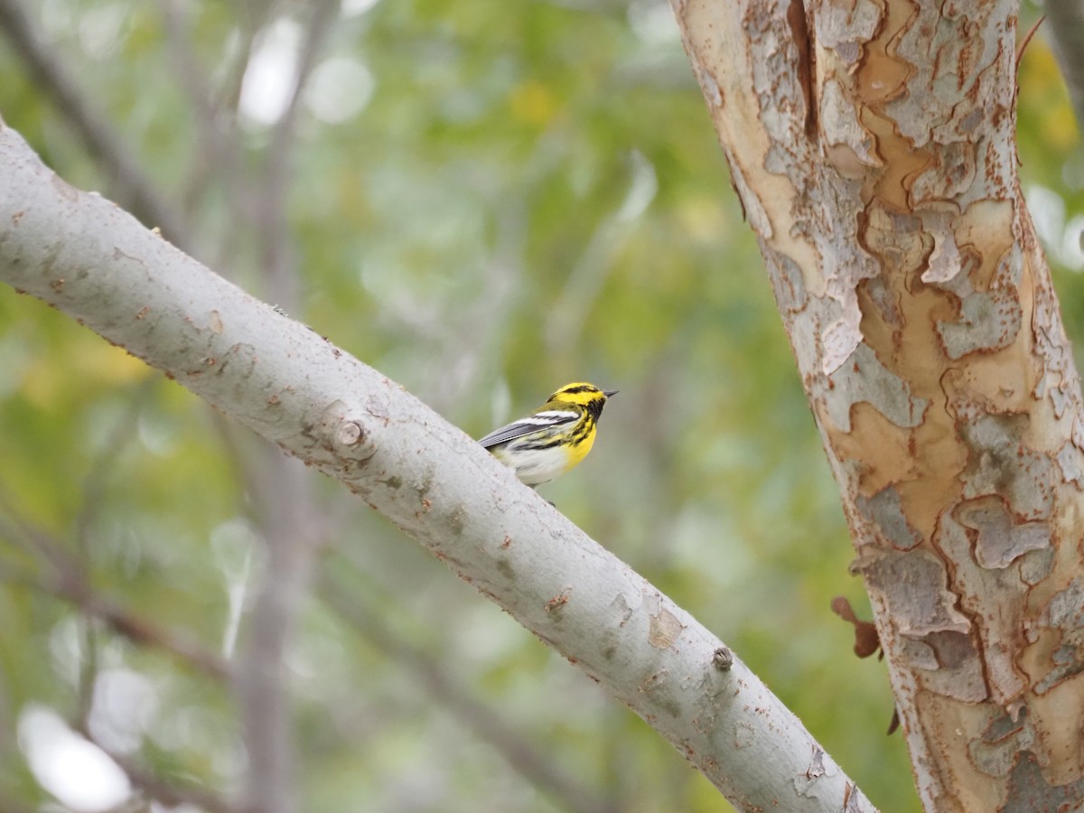 Townsend's Warbler - ML643950451