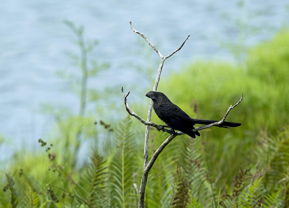 Smooth-billed Ani - ML643950458