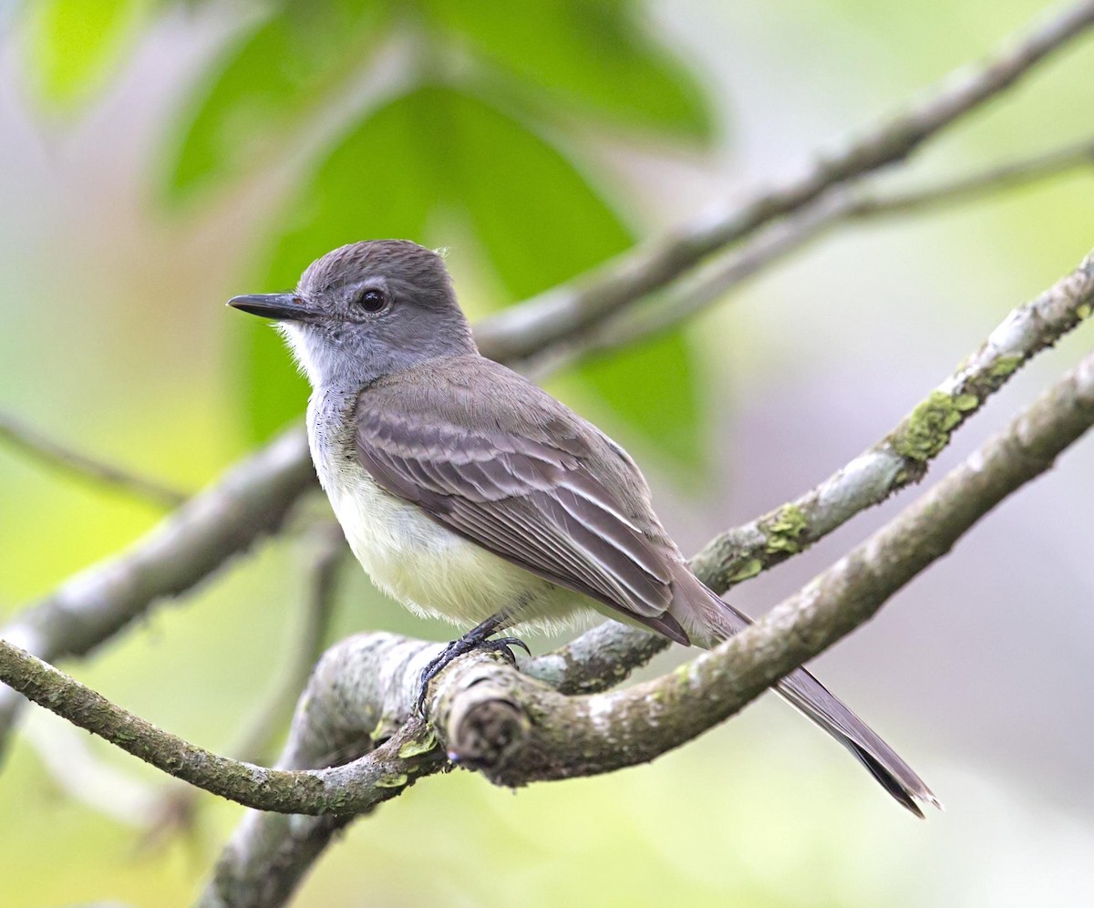 Panama Flycatcher - ML643950473