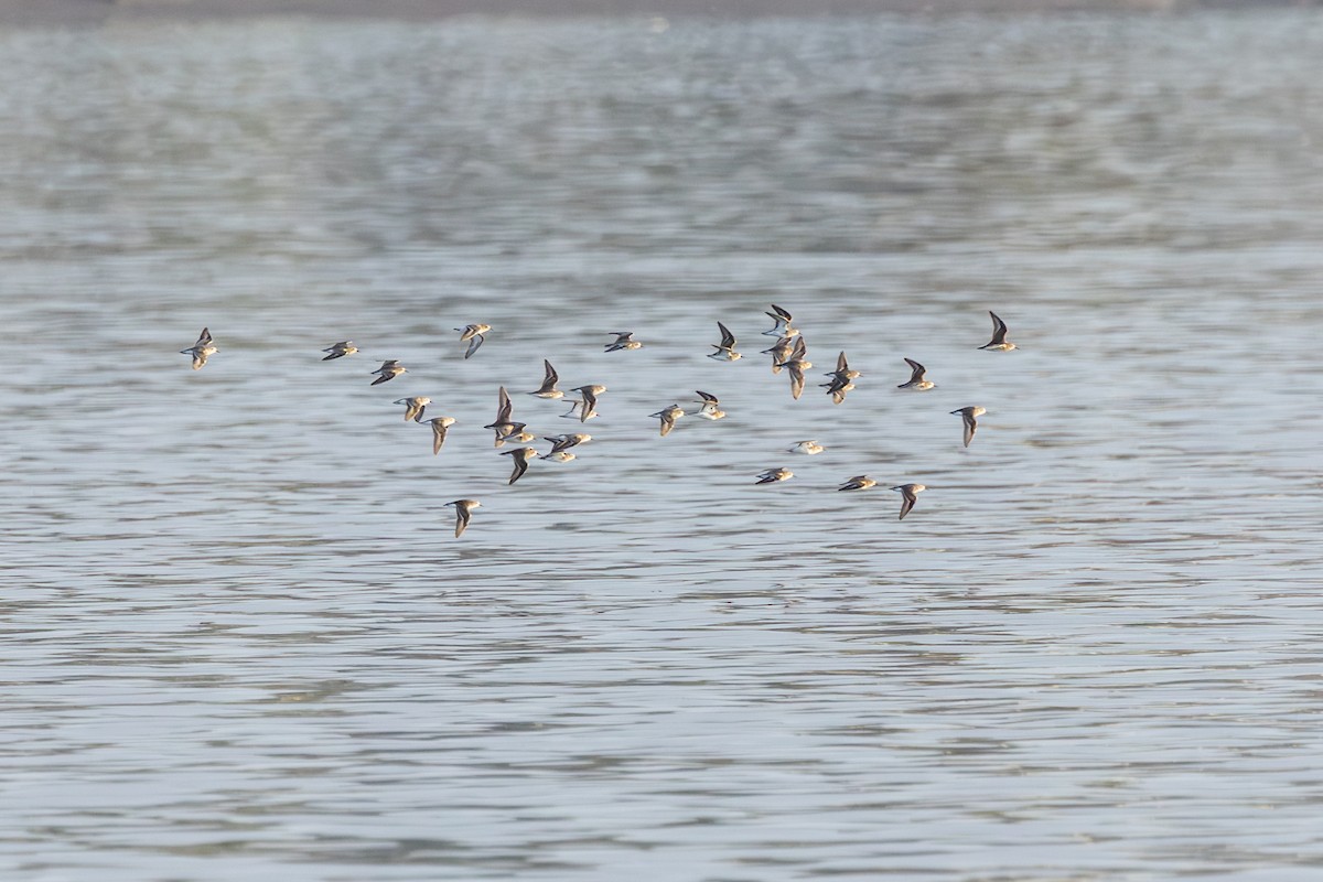 tanımsız küçük kumkuşu (Calidris sp.) - ML643950475